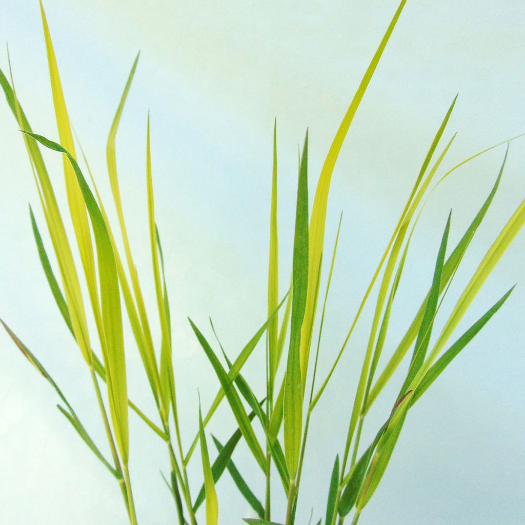 Pennisetum massaicum Red Bunny Tail - Lampenpoetsersgras