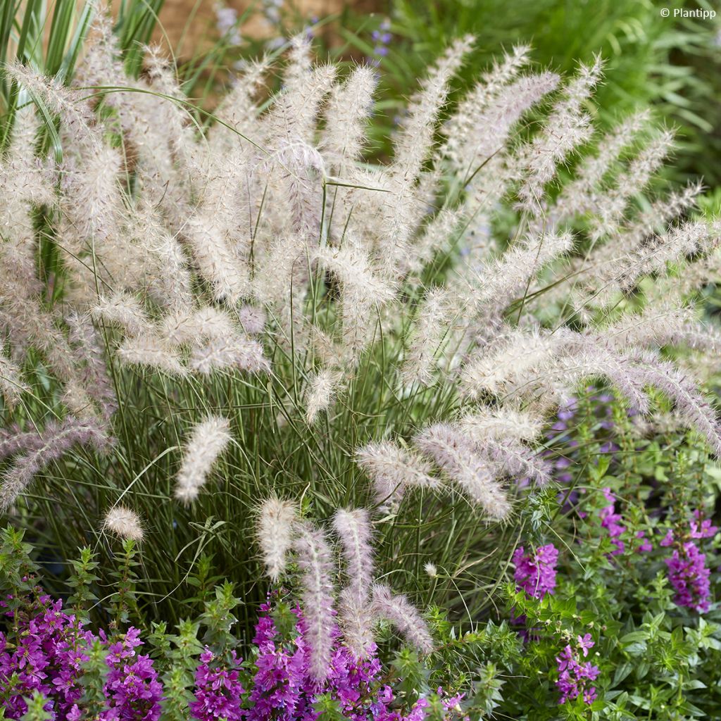 Pennisetum orientale JS Dance With Me - Lampenpoetsersgras