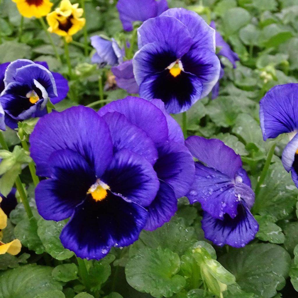 Viola wittrockiana F1 Carrera Blue With Blotch - Grootbloemige viool