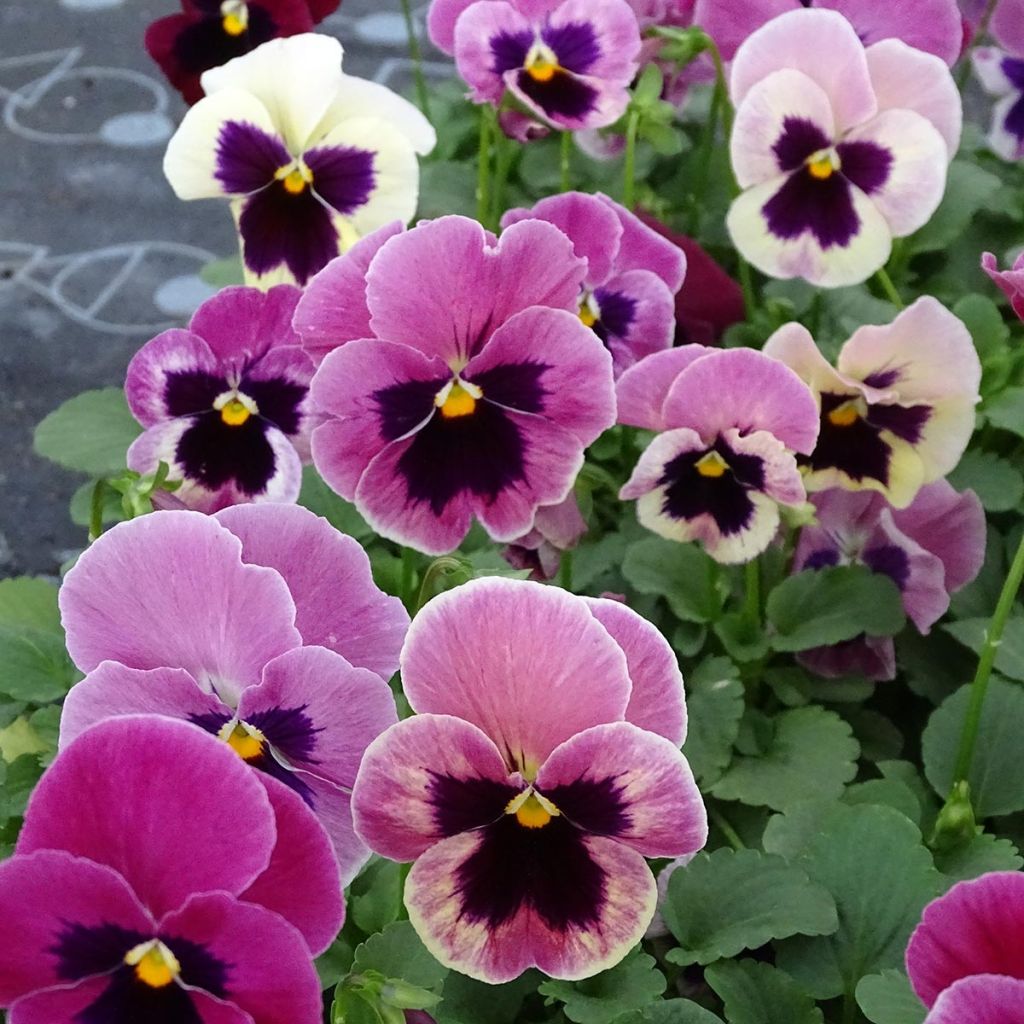 Viola wittrockiana Carrera Pink Shades - Grootbloemige viool