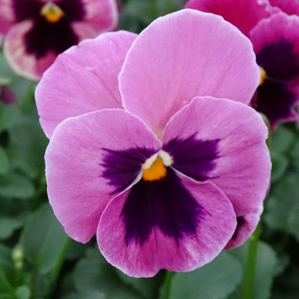 Viola wittrockiana Carrera Pink Shades - Grootbloemige viool