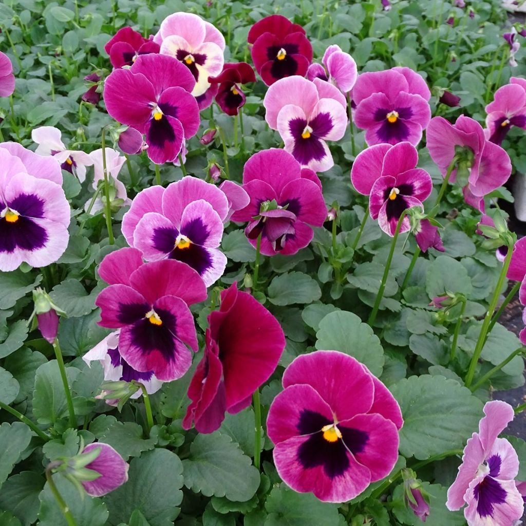 Viola wittrockiana Carrera Pink Shades - Grootbloemige viool