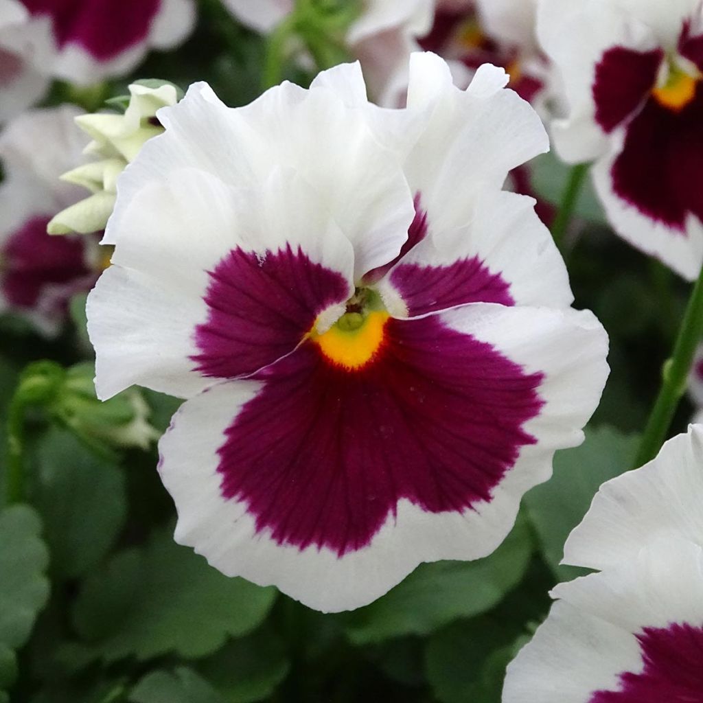 Viola wittrockiana F1 Carrera Rose Blotch