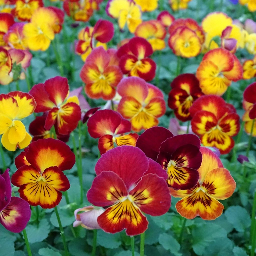 Viola wittrockiana Ultima Radiance F1 Red - Grootbloemige viool
