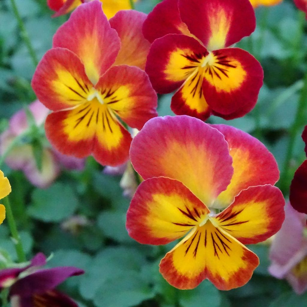 Viola wittrockiana Ultima Radiance F1 Red - Grootbloemige viool