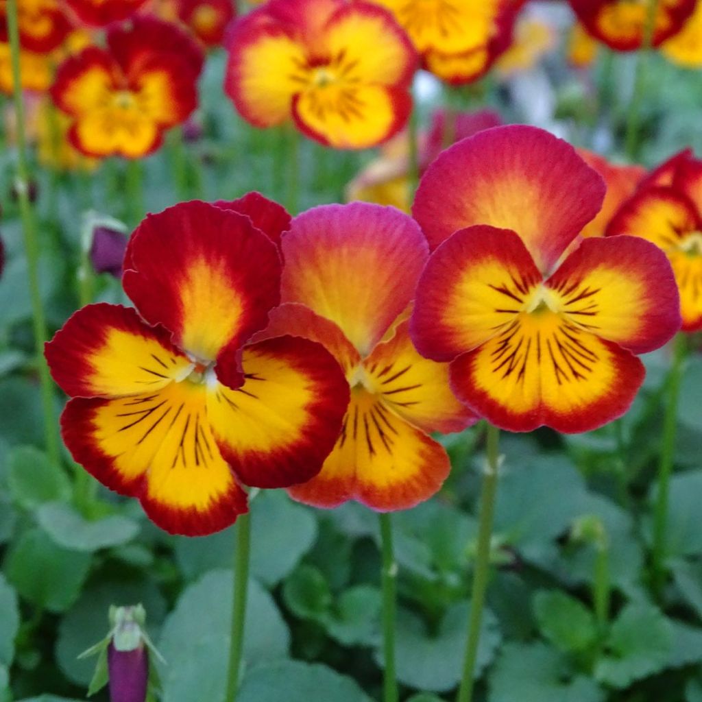 Viola wittrockiana Ultima Radiance F1 Red - Grootbloemige viool