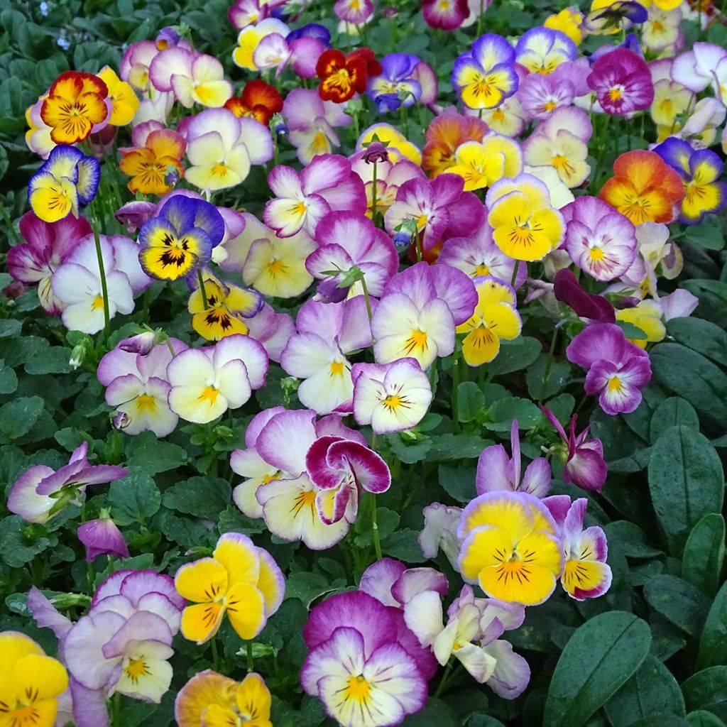 Viola wittrockiana Ultima Radiance F1 Mix - Middel-grootbloemige violen in mix