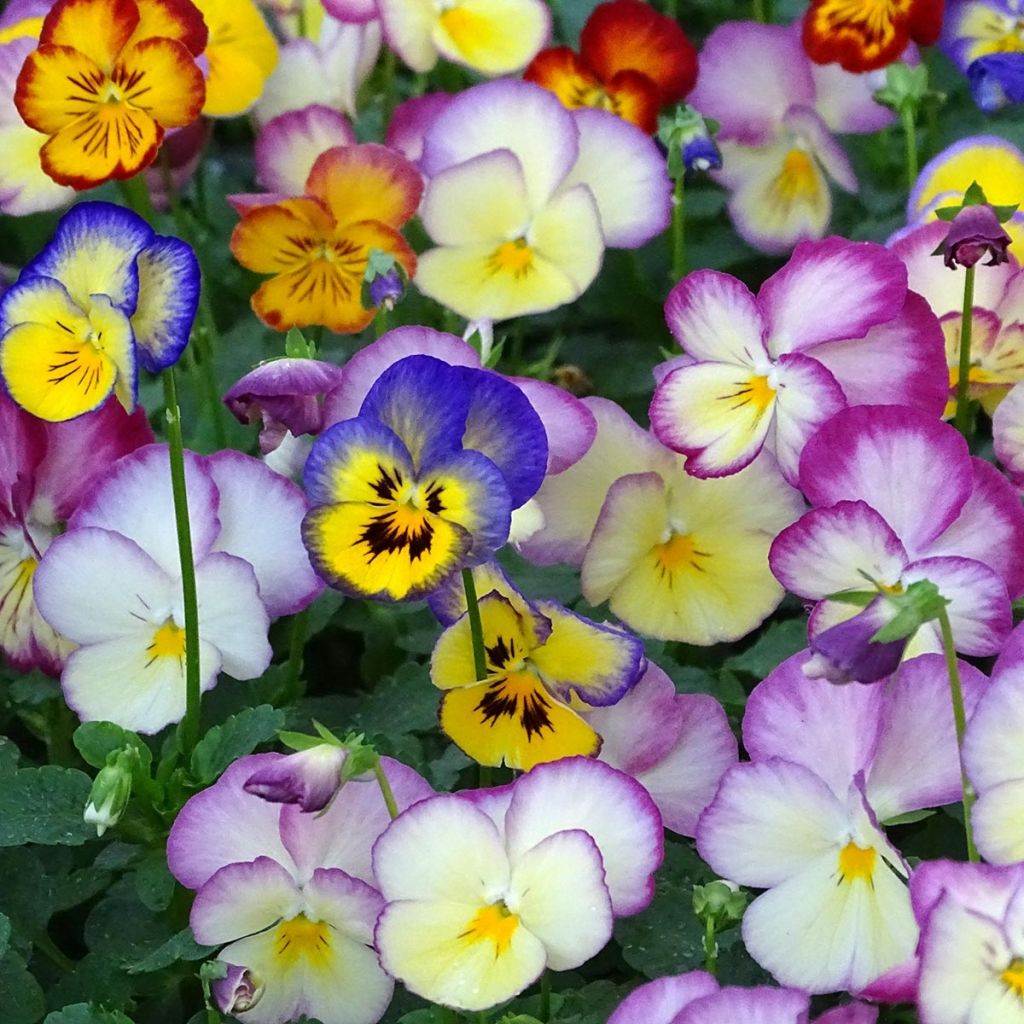 Viola wittrockiana Ultima Radiance F1 Mix - Middel-grootbloemige violen in mix