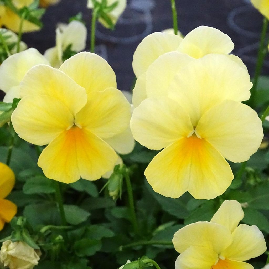 Viola wittrockiana Cool Wave Lemon Improved - Hangende/spreidende grootbloemige viool