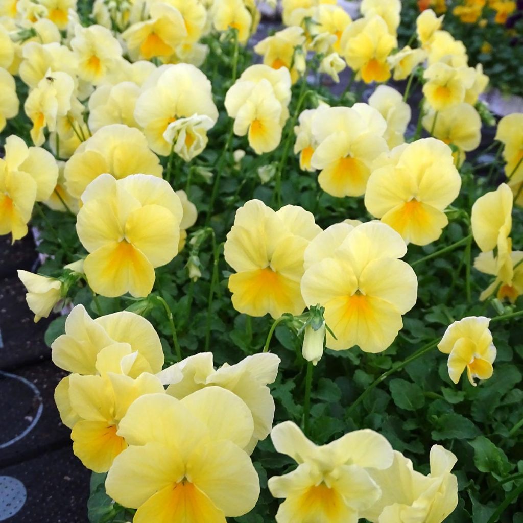 Viola wittrockiana Cool Wave Lemon Improved - Hangende/spreidende grootbloemige viool