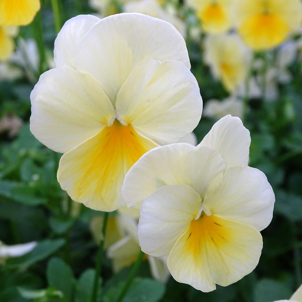Viola wittrockiana Cool Wave Lemon Improved - Hangende/spreidende grootbloemige viool