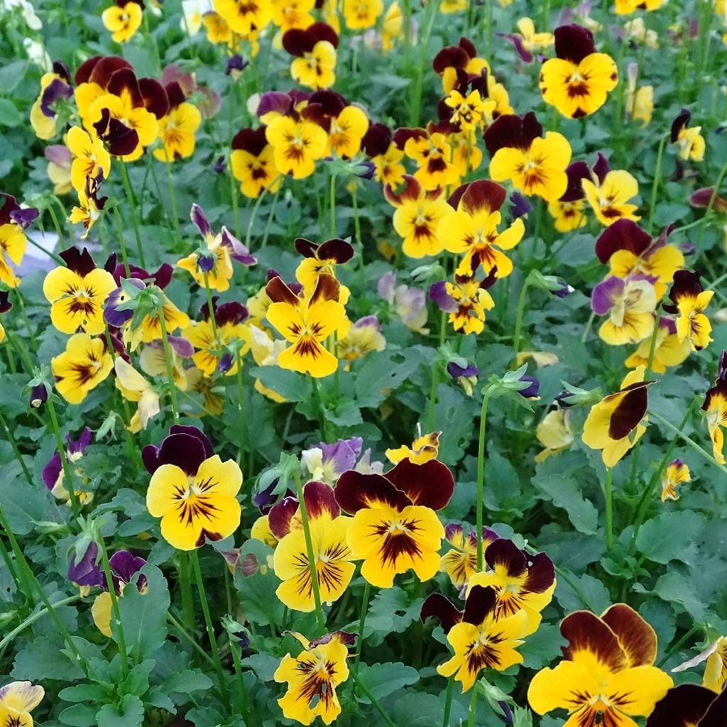 Viola wittrockiana Cool Wave Red Wing - Hangende/spreidende grootbloemige viool