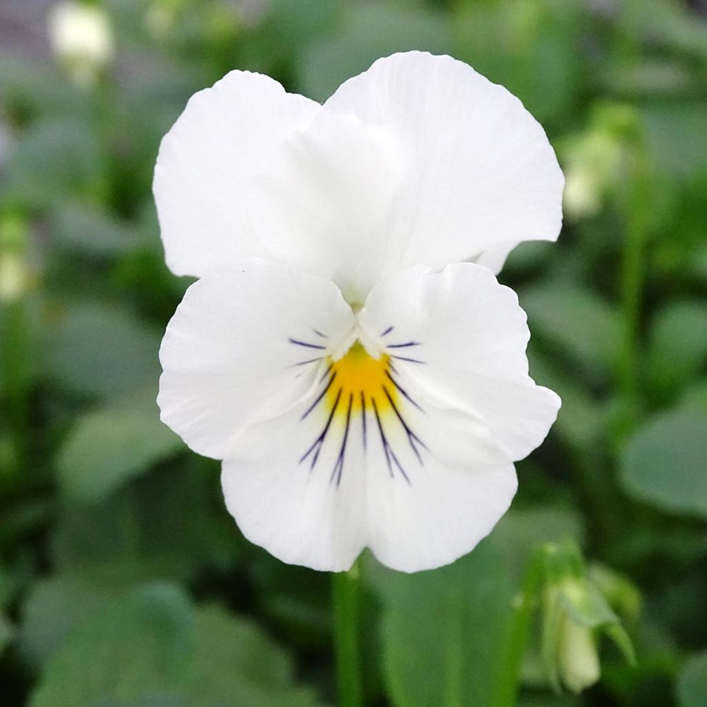 Viola wittrockiana Cool Wave White - Hangende/spreidende grootbloemige viool