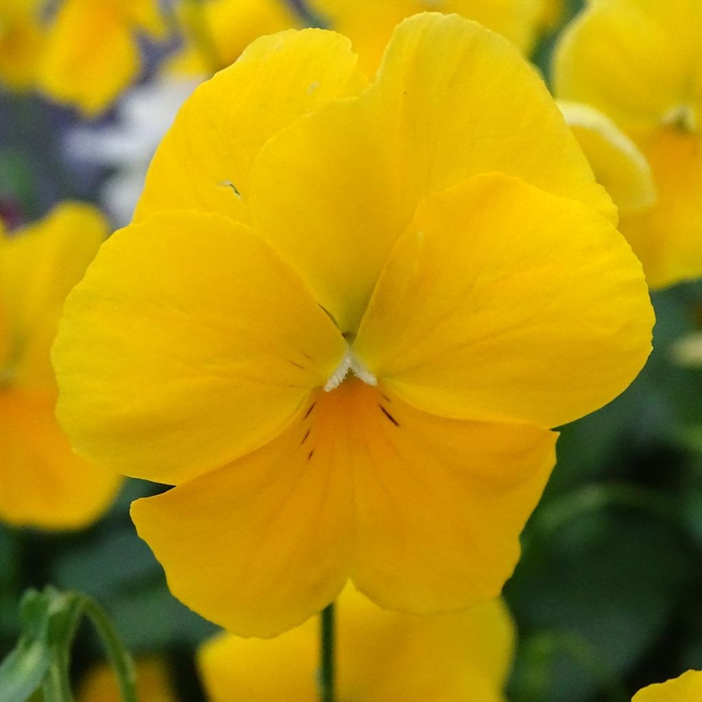 Viola wittrockiana Cool Wave Yellow - Hangende/spreidende grootbloemige viool