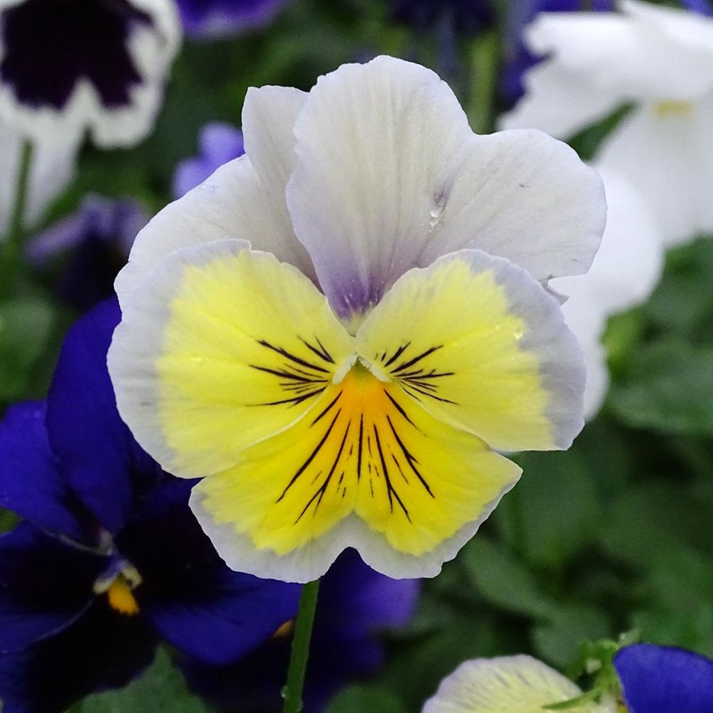 Viola wittrockiana Prim’Up Ocean Mix - Middel-grootbloemige viool
