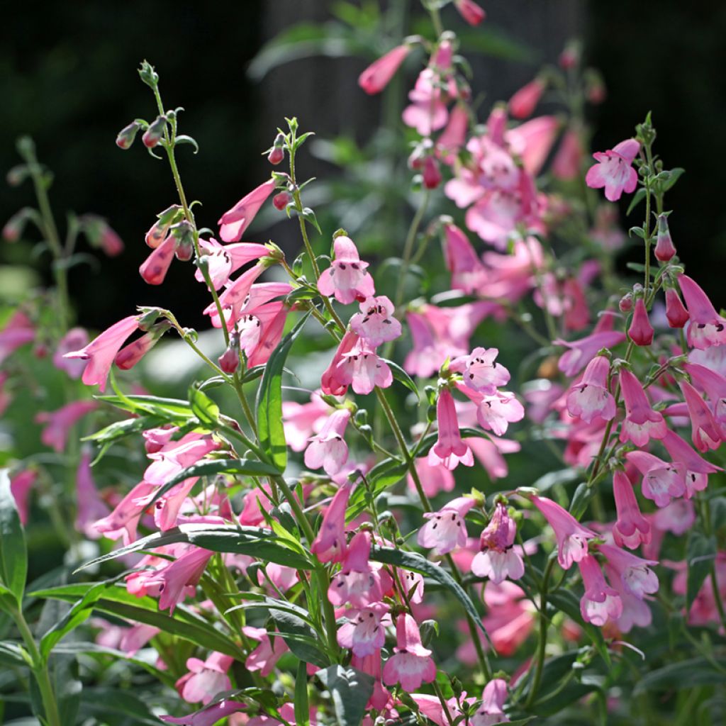 Penstemon Apple Blossom - Slangenkop