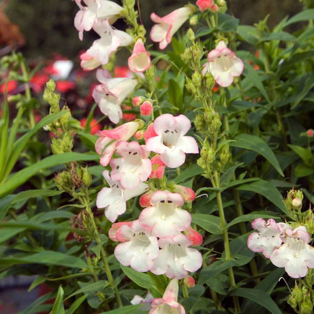 Penstemon Apple Blossom - Slangenkop