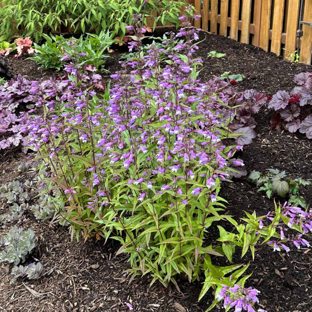 Penstemon Nova Twilight - Slangenkop