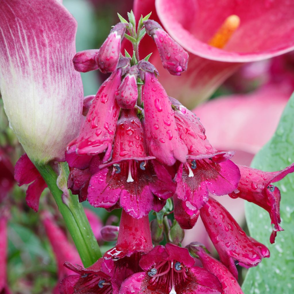 Penstemon Rich Ruby - Slangenkop