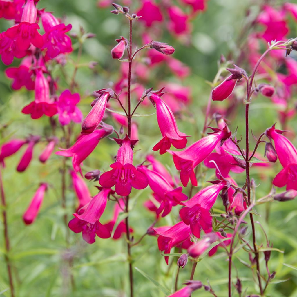 Penstemon Garnet - Slangenkop