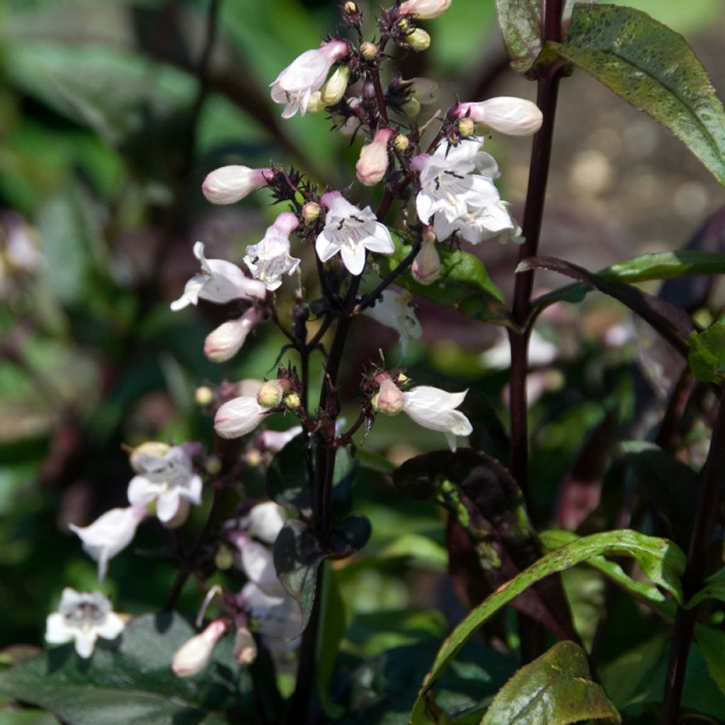 Penstemon digitalis Husker Red - Slangenkop