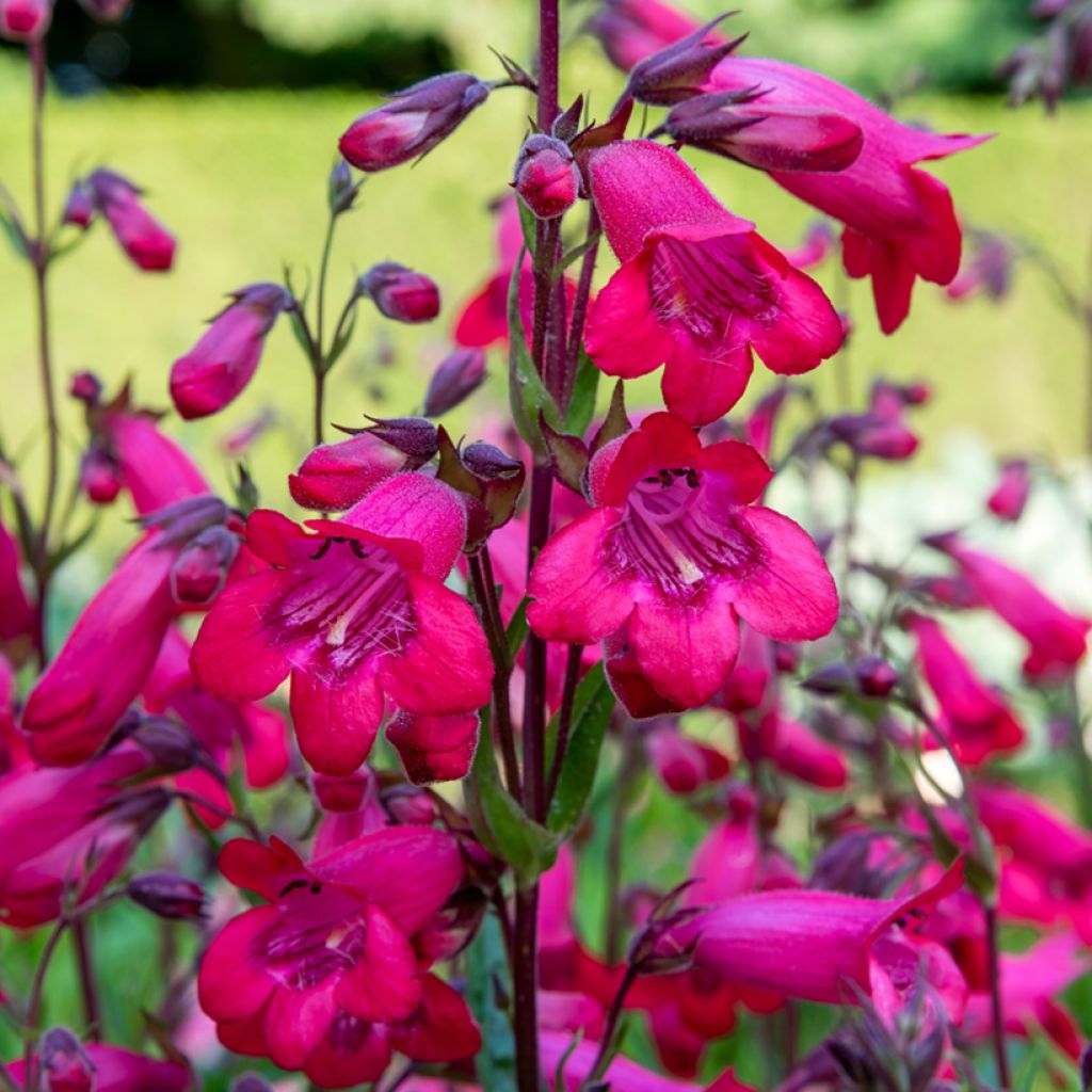 Penstemon Schoenholzeri - Slangenkop