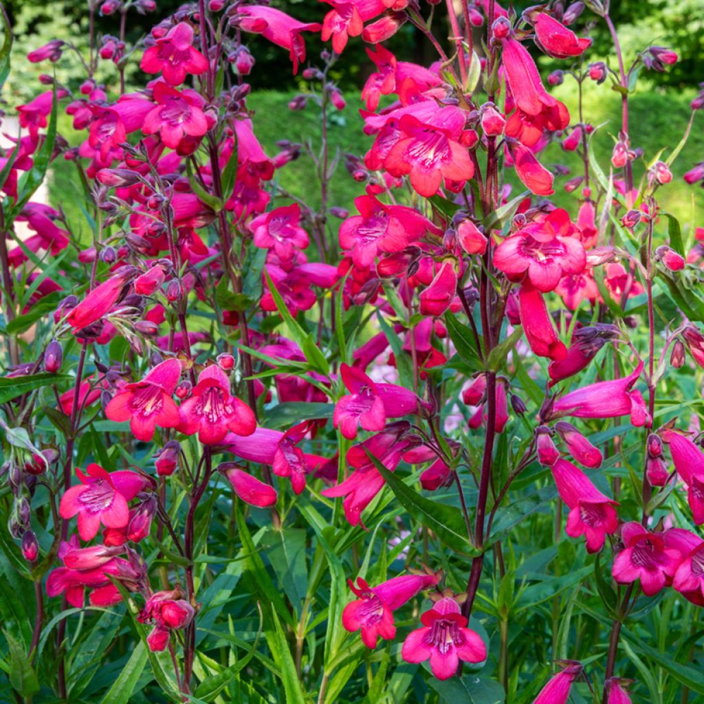 Penstemon Schoenholzeri - Slangenkop