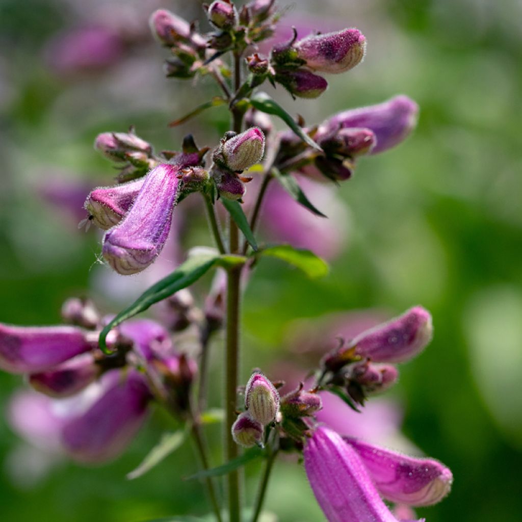 Penstemon smallii - Slangenkop