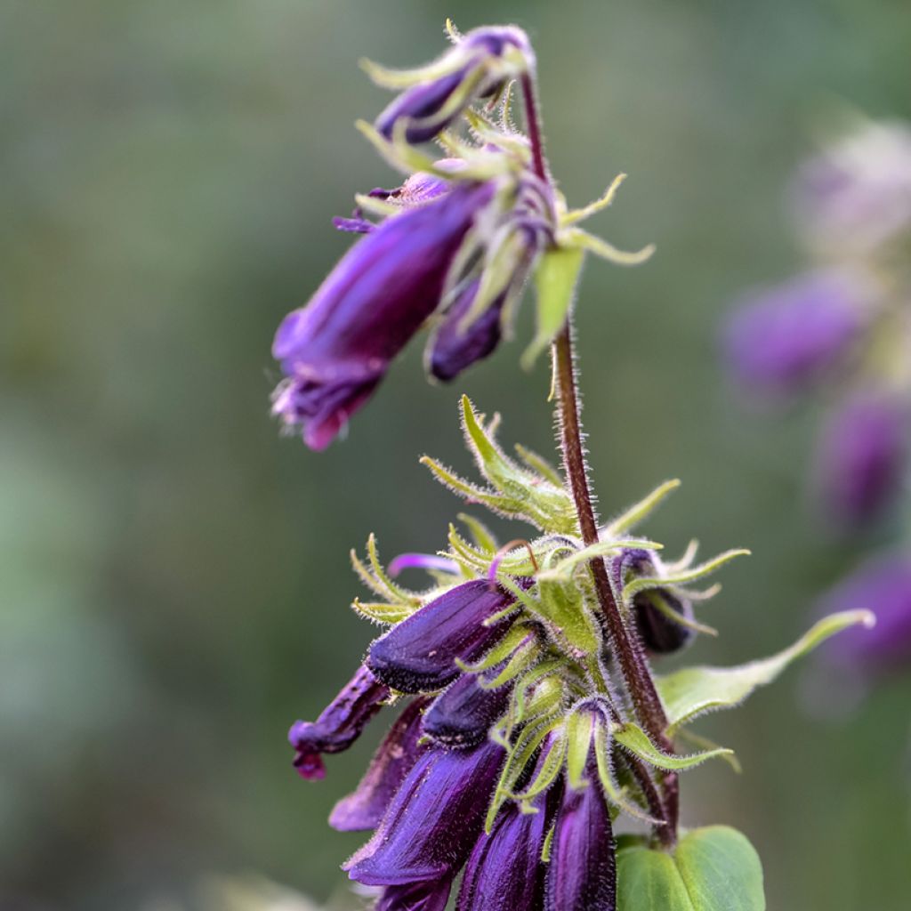 Penstemon strictus - Slangenkop