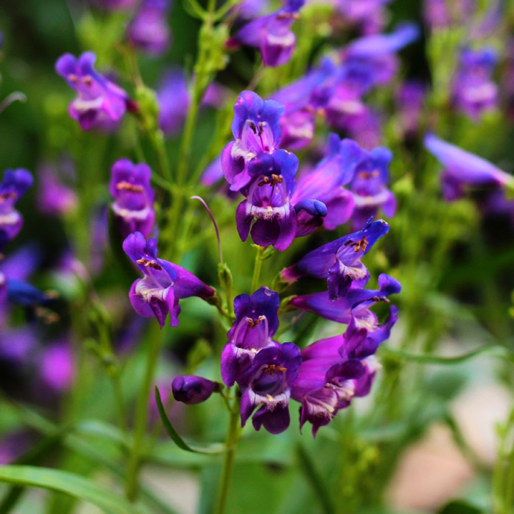 Penstemon strictus - Slangenkop