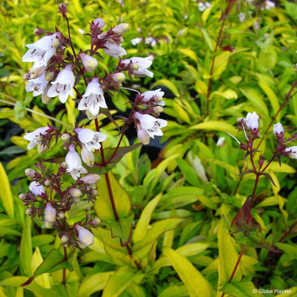 Penstemon digitalis Goldfinger - Slangenkop