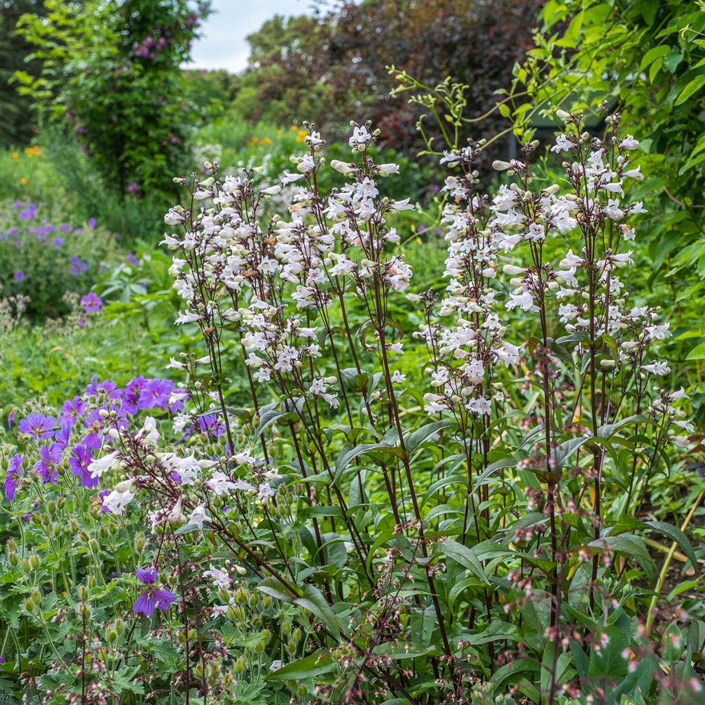 Penstemon digitalis Husker Red (zaad) - Slangenkop