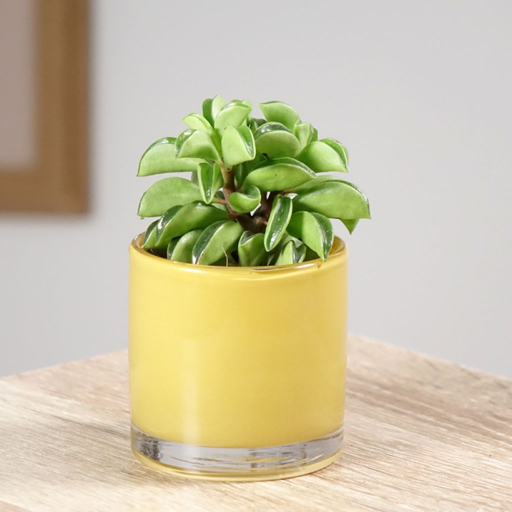 Peperomia Fire Sparks - Radiatorplant