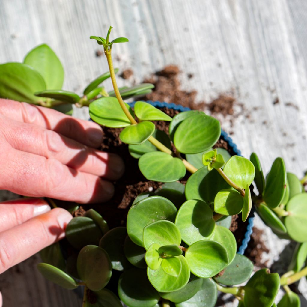 Peperomia Hope - Krokodillentranen