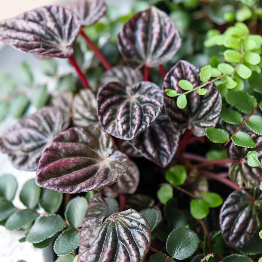 Peperomia Montevideo - Rattenstaartje