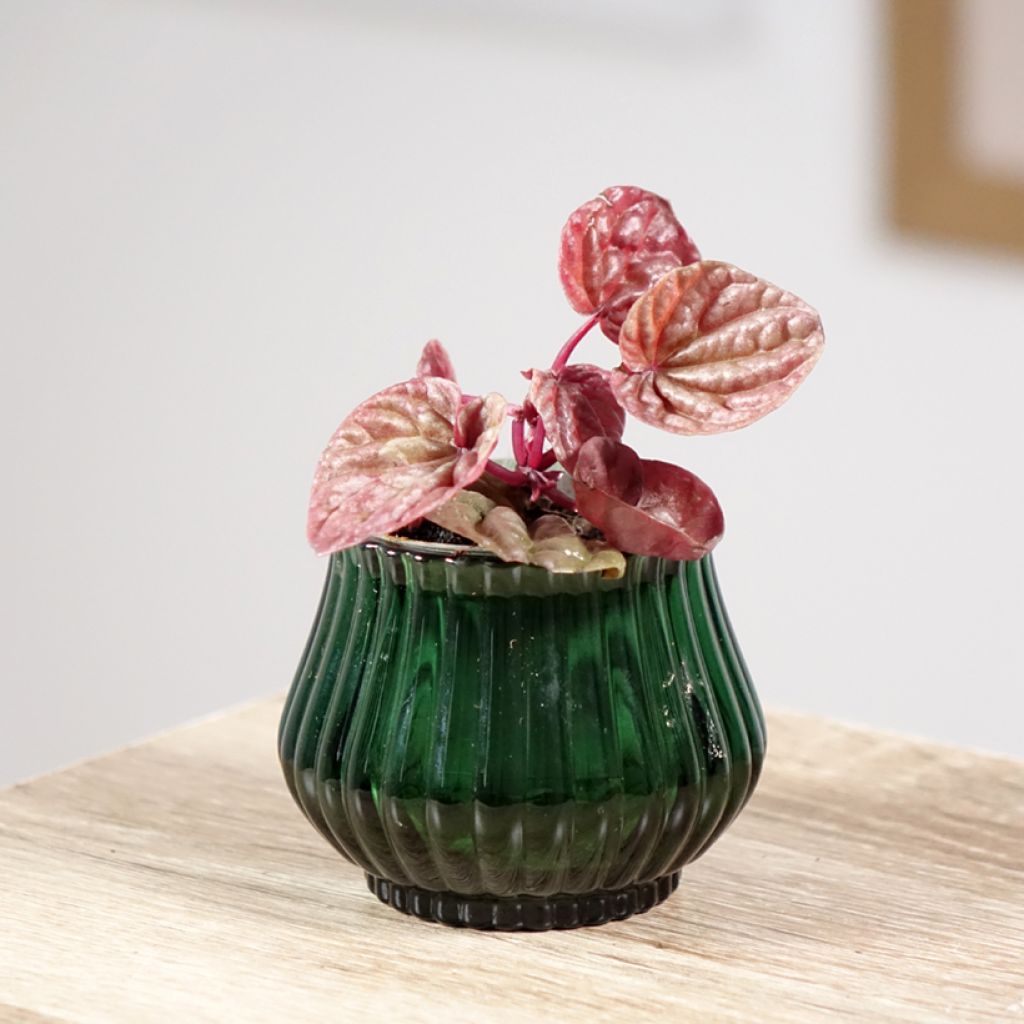 Peperomia caperata Quito - Rattenstaartje