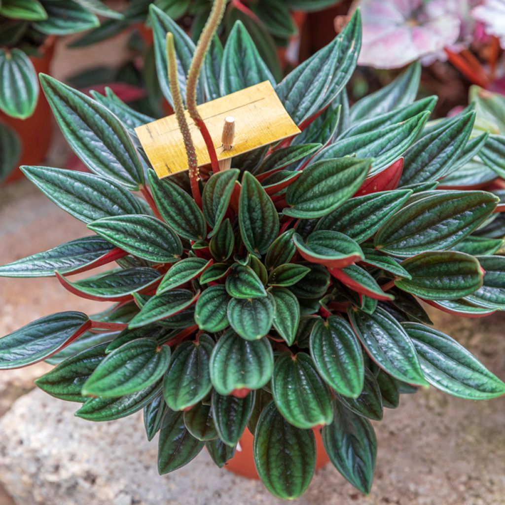 Peperomia caperata Eden Rosso - Rattenstaartje