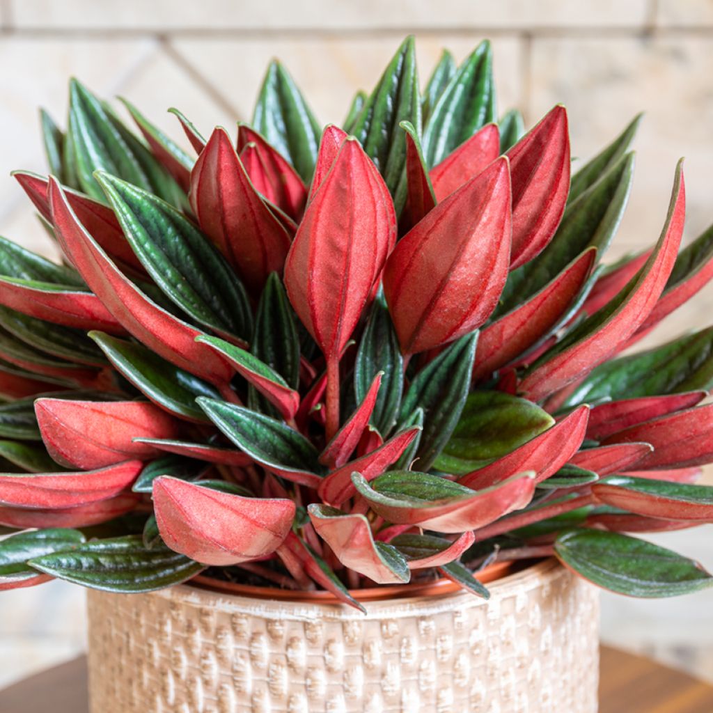 Peperomia caperata Eden Rosso - Rattenstaartje