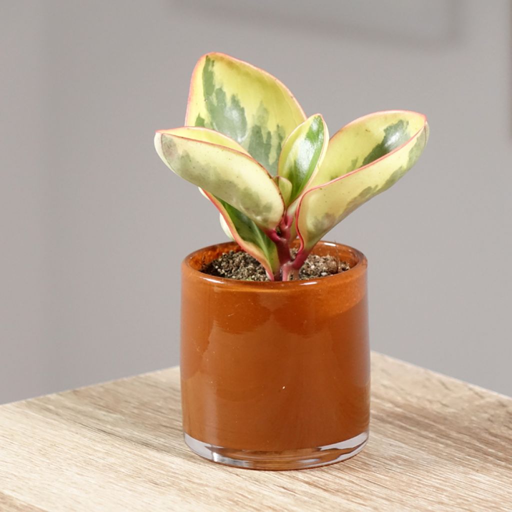 Peperomia clusiifolia Red Margin - Krokodillentranen