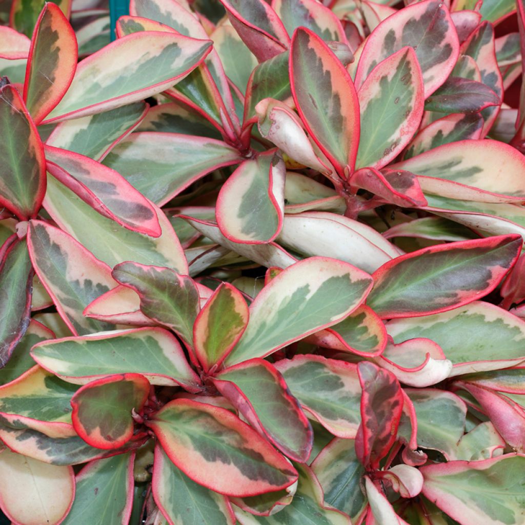 Peperomia clusiifolia Red Margin - Krokodillentranen