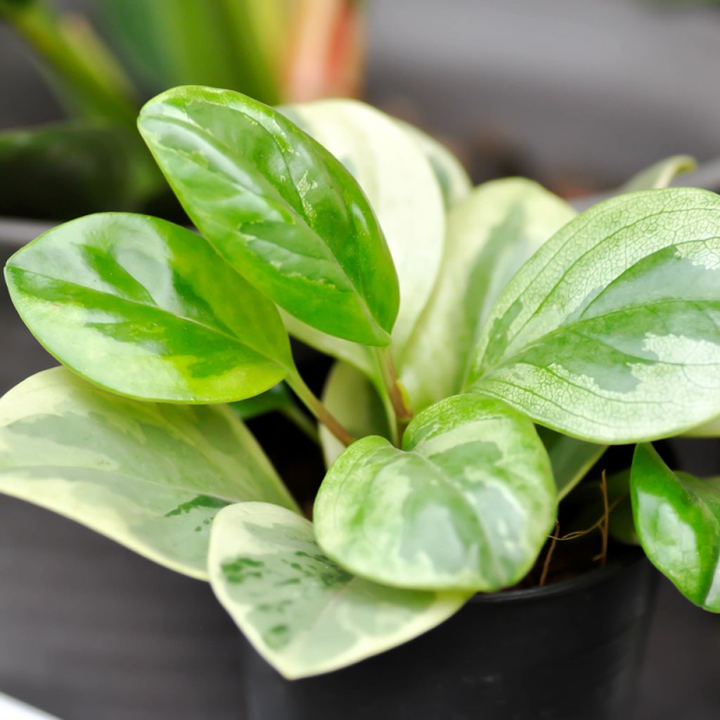 Peperomia obtusifolia Obtipan Bicolor - Krokodillentranen