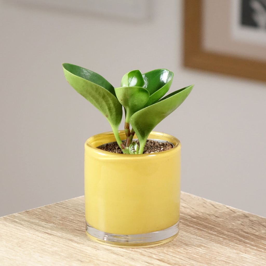 Peperomia obtusifolia Green - Krokodillentranen