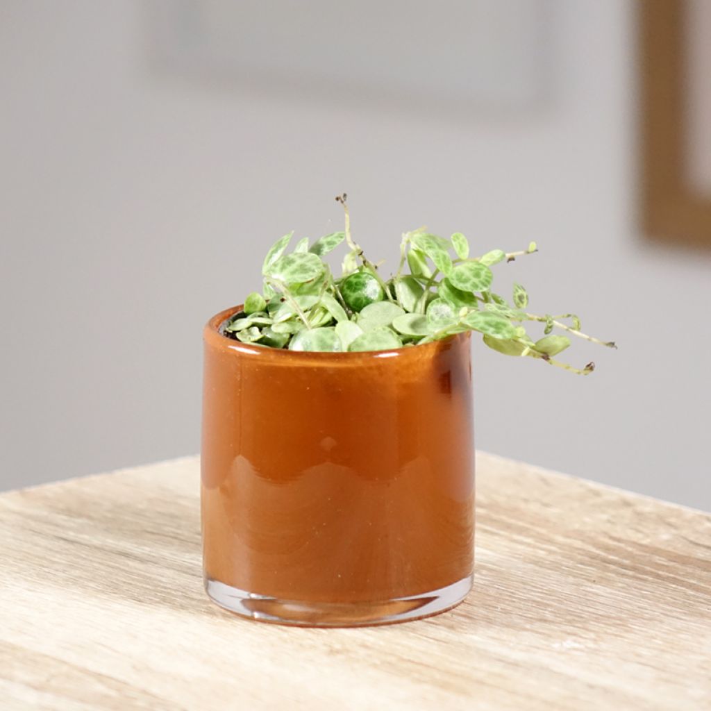 Peperomia prostrata - String of Turtles