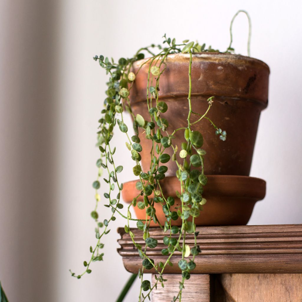Peperomia prostrata - String of Turtles
