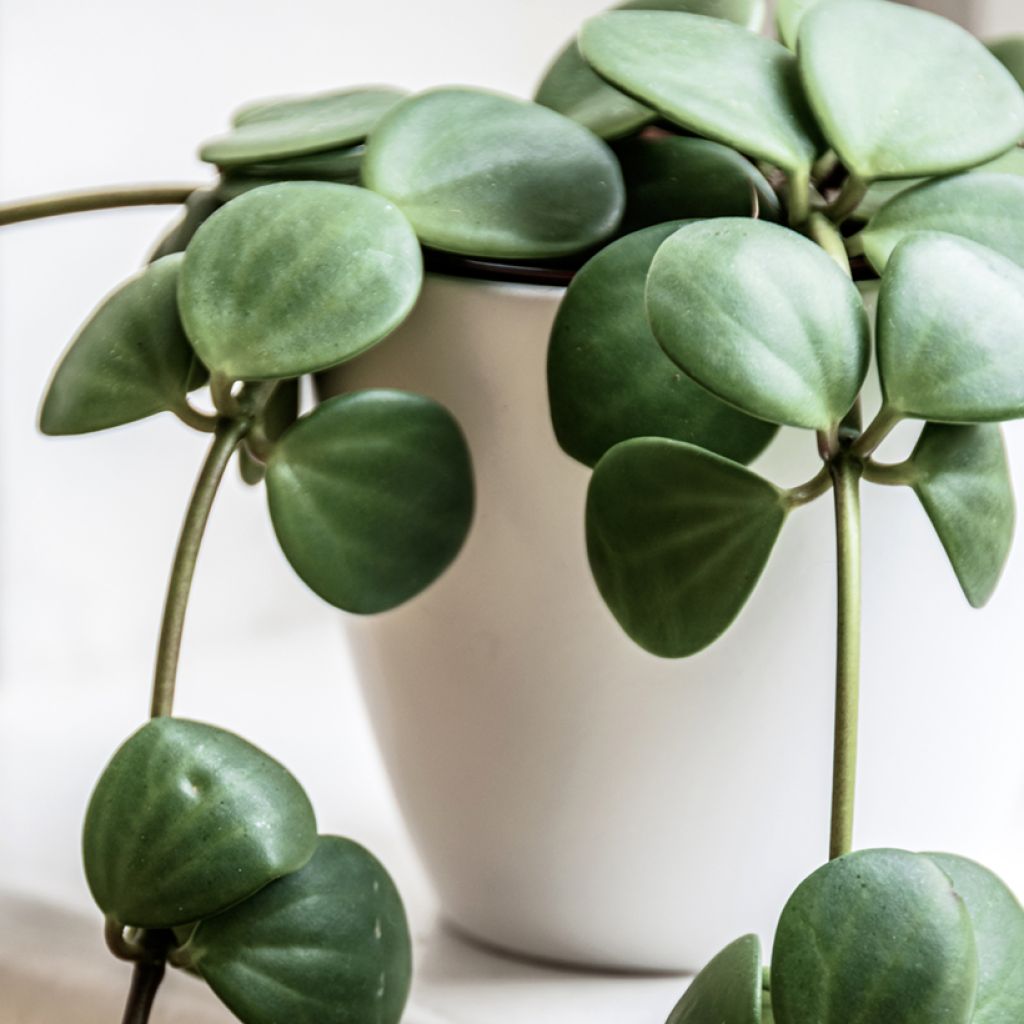 Peperomia rotundifolia - Zwanenkruid