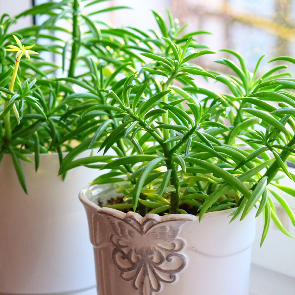 Peperomia Nevada - Peperomia