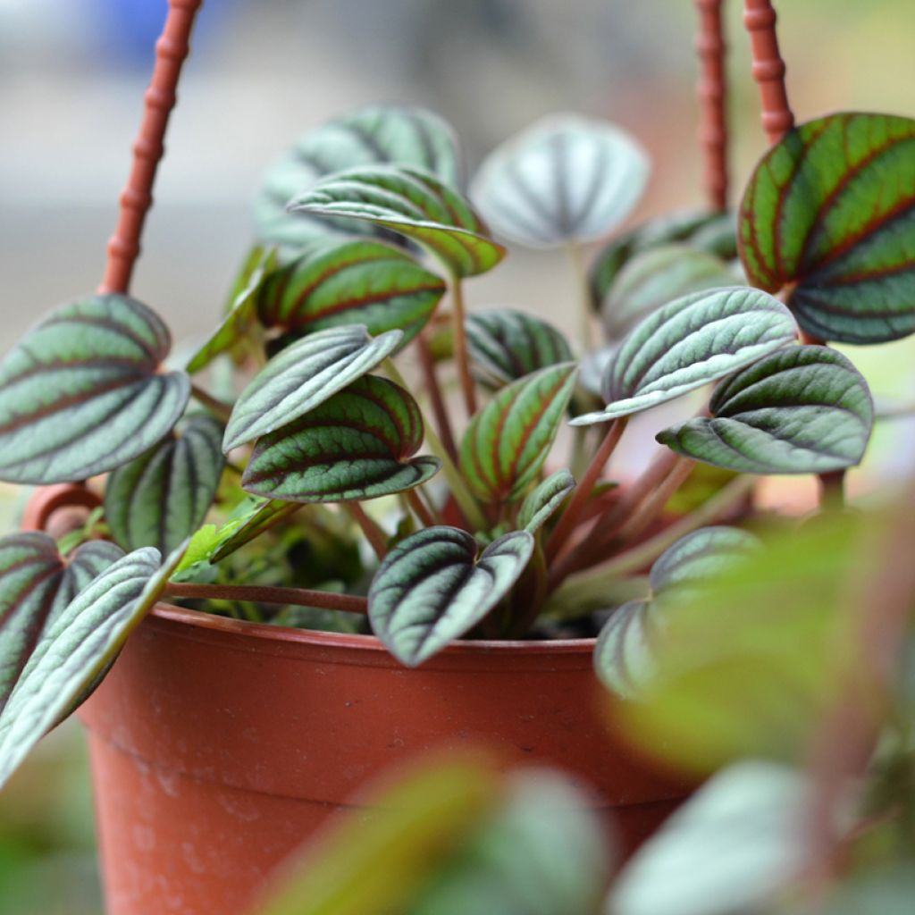 Peperomia Piccolo Banda - Rattenstaartje