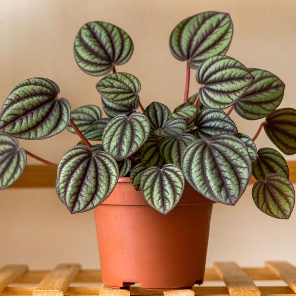 Peperomia Piccolo Banda - Rattenstaartje