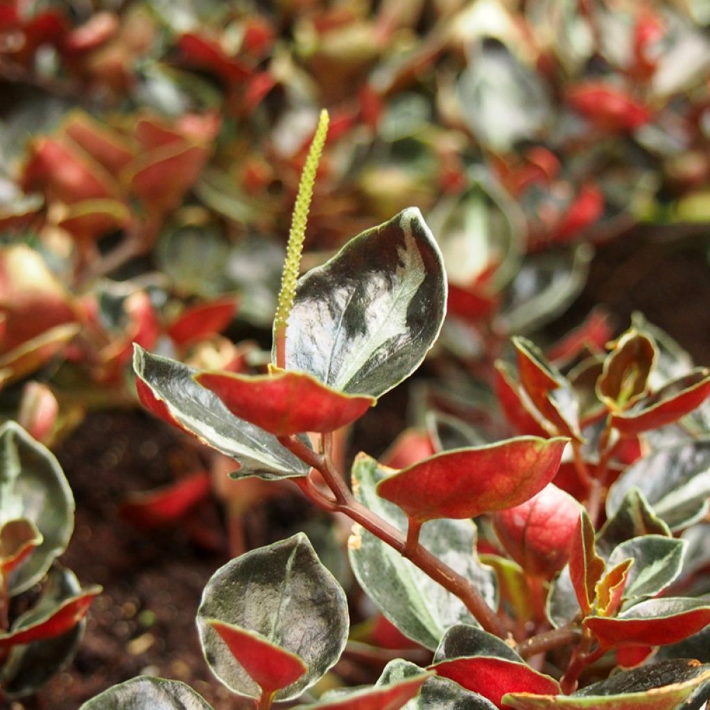 Peperomia metallica - Peperomia