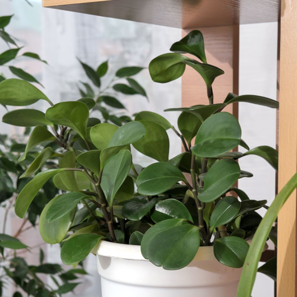 Peperomia obtusifolia Green - Krokodillentranen